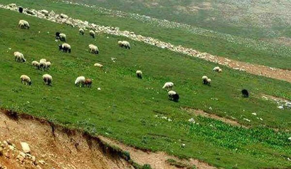 مصوبه استفاده از مراتع با اولویت دامداران کوچ‌رو از 15 تیر ماه اجرایی می‌شود