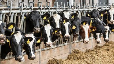 نقش شبکه دامپزشکی در جهش تولیدات دامی