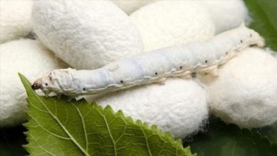 نوغانداری اشتغالی خانوادگی در چهارمحال و بختیاری