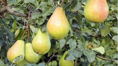 پسیل گلابی باز هم باغداران منطقه گلزار را متضرر کرد