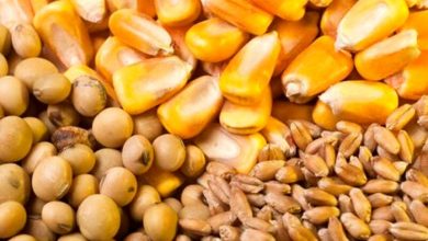 پشت پرده گرانی خوراک دام و طیور