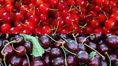 پیش‌بینی برداشت یک هزارتن محصول گیلاس و آلبالو از باغات شهرستان سامان