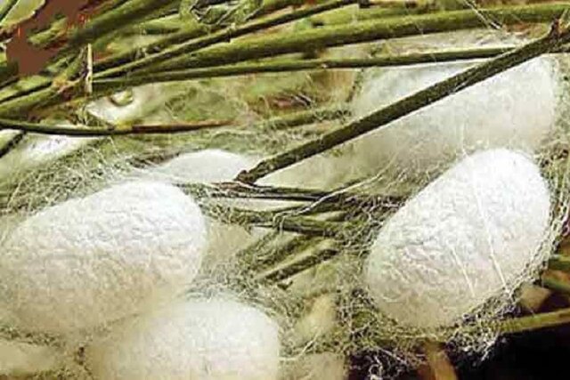 پیش‌بینی تولید 9 تن پیله‌ ابریشم در سوادکوه‌شمالی