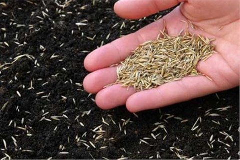 پیش‌بینی تولید ۲۰ درصدی بذر هیبرید در سه سال آینده