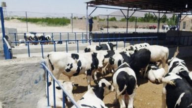 کارآفرینی که یک روستا را با ۴۵ میلیون تومان احیا کرد