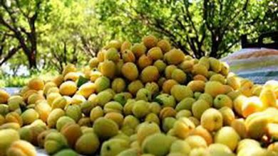 کاهش میزان برداشت زردآلو در خراسان شمالی بر اثر سرمای بهاره