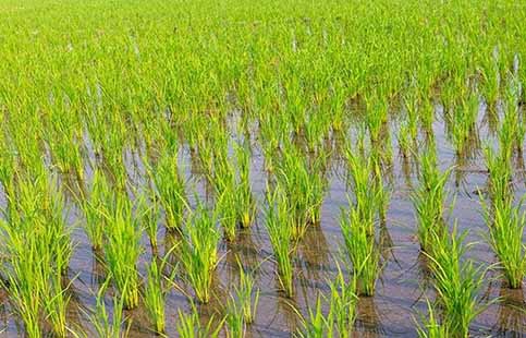 کدام مناطق خوزستان امسال برنج می‌کارند؟