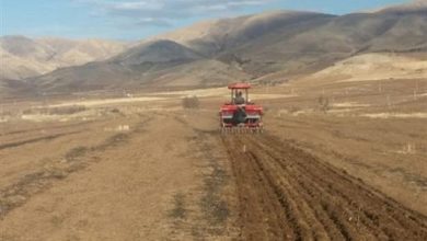 کشت نخود گوگسو برای نخستین بار در خراسان شمالی