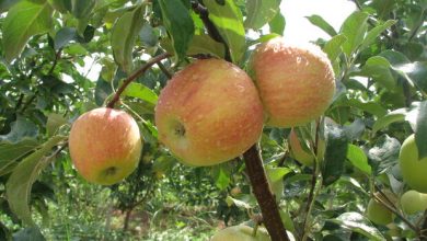 کیل گیری از مزارع و باغات استان قزوین آغاز شد