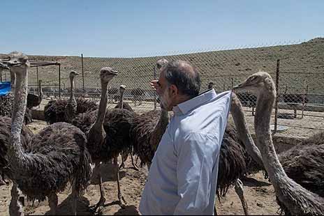 گلخانه و پرورش شتر و شترمرغ از اولویت‌های سرمایه‌گذاری در بخش کشاورزی بوشهر