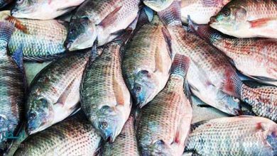 ۵ استان کشور دارای مجوز پرورش تیلاپیا هستند