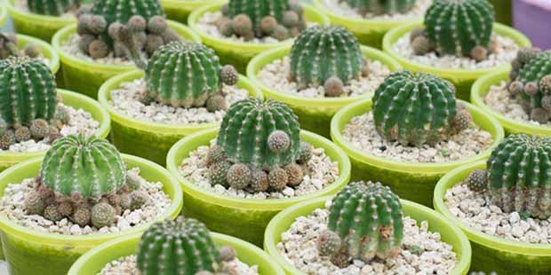 ‌کاکتوس بکارید، پولدار شوید!