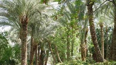 آرایش خوشه‌ نخیلات در کازرون