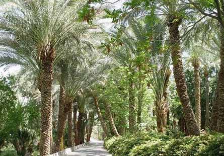 آرایش خوشه‌ نخیلات در کازرون