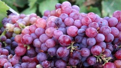 آغاز برداشت انگور یاقوتی در شهرستان سیروان