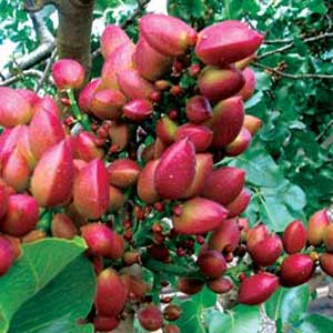 احیای درختان پسته با سرشاخه‌کاری فراهم می‌شود