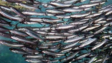 اختصاصی صید فانوس ‌ماهیان ممنوع شد