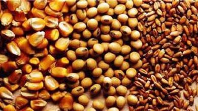 ادامه چالش ها در واردات نهاده های دامی