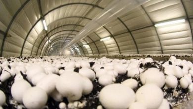 استان تهران با ۴۲هزارتن تولید سالانه، قطب تولید قارچ کشور است