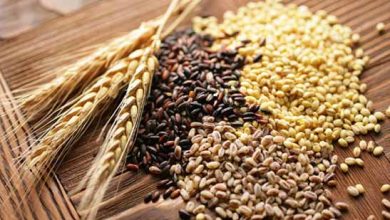 استفاده از آب سبز، ۱.۵ میلیون تن اضافه‌ تولید غلات به دنبال دارد