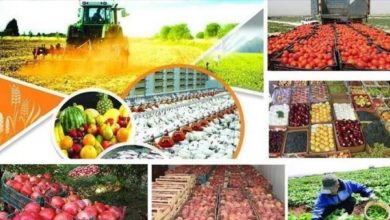 اصفهان رتبه اول محصولات کشاورزی در کشور