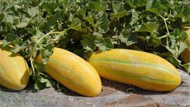 اینجا خربزه کاشتن دیگر توجیه ندارد