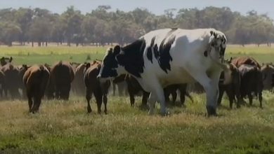 بازده گاوها ی بزرگتر بیشتر است یا کوچکتر؟