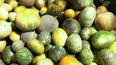 برداشت گرمک در شهرستان سیروان آغاز شد