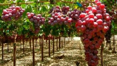 بهره‌وری تولید انگور با طرح فراز تاکستان