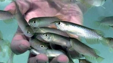 بچه ماهی عاری از بیماری در مازندران تولید می‌شود