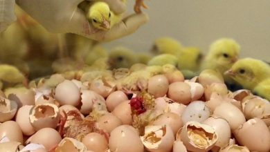 ترس مرغداران از جوجه ریزی