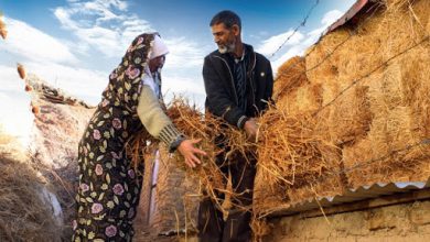 ترویج محصول سالم و توانمند سازی زنان روستایی و عشایر در شهرستان سیرجان