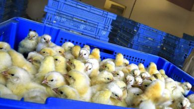 درآمد 870 هزار دلاری از صادرات جوجه‌ یک‌روزه به افغانستان