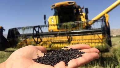 دولت کشاورزان را برای کشت محصولات استراتژیک دلسرد کرد