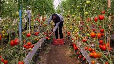 رشد گلخانه‌های بوشهر، تولید بیشتر با هزینه‌ کمتر