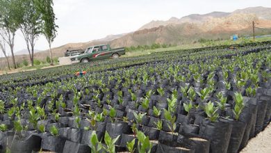 رشد ۱۰۰ درصدی تولید نهال در اصفهان