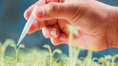 روی خوش کشاورزان اصفهانی به محصولات بیولوژیک