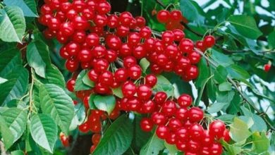 زازران قطب تولید آلبالو در اصفهان