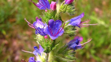 زراعت گیاهان داروئی "گل گاوزبان"