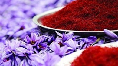 زعفران ایران را ۳۰۰ دلار می‌خرند ۷۰۰۰ دلار می‌فروشند