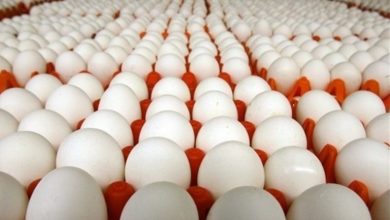 ظرفیت صادرات 1800 تنی تخم مرغ از بابل
