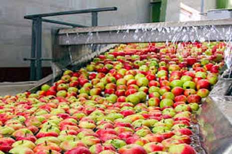 ظرفیت‌سازی برای فرآوری ۸۰ هزار تن محصولات کشاورزی