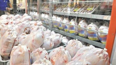 فروش مرغ بالاتر از ۱۵هزار تومان ممنوع است/ با متخلفان برخورد قاطع می‌شود