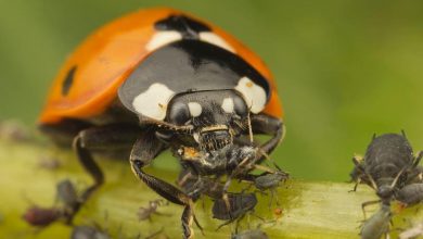 مبارزه بیولوژیک به جای سمپاشی بی‌حساب