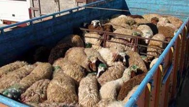 مطرح کردن قاچاق دام سرپوشی برای گرانی گوشت برخی مسؤولان آدرس غلط می‌دهند