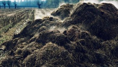 معایب استفاده از کودهای دامی نپوسیده