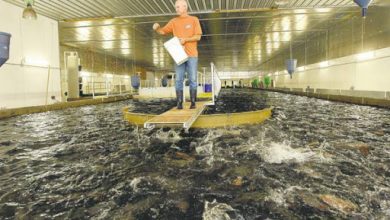 مکانیزاسیون در آبزی‌پروری راهی برای افزایش بهره‌وری