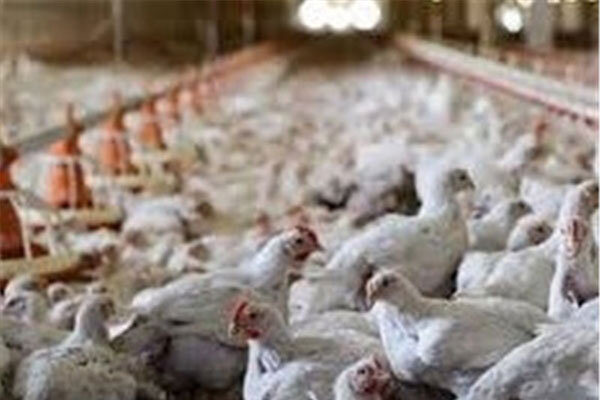 وررشکستگی مرغداران با نرخ‌های دستوری