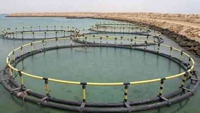 چهار هزار تن ماهی در قفس در استان بوشهر تولید می‌شود