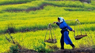 کشاورزی کردستان در مسیر توسعه پایدار